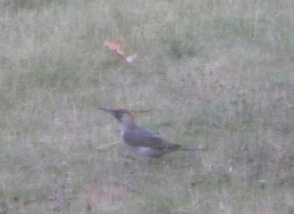 quale Picchio? Picchio verde